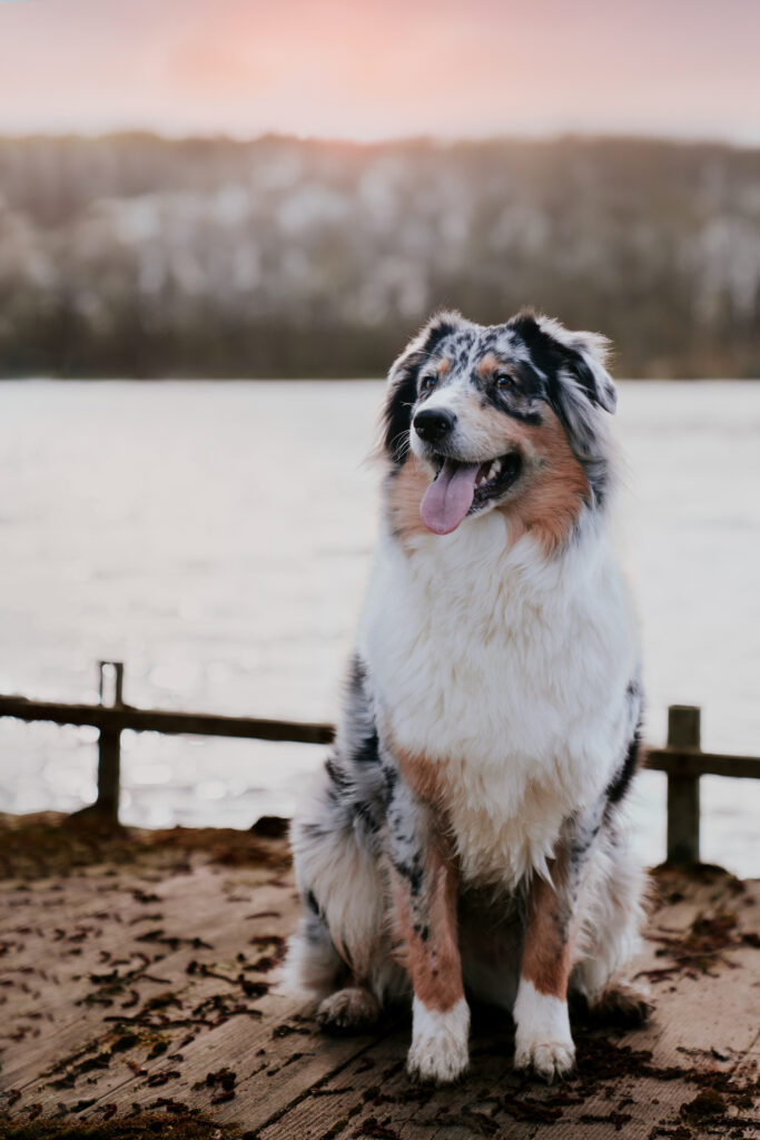 Photographe-CHien-Valenciennes-Annaispicture